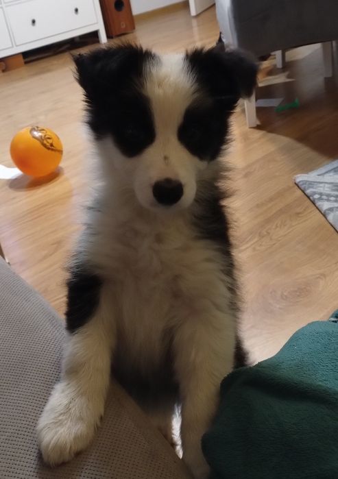 Border collie szczeniak czarno biały sunia