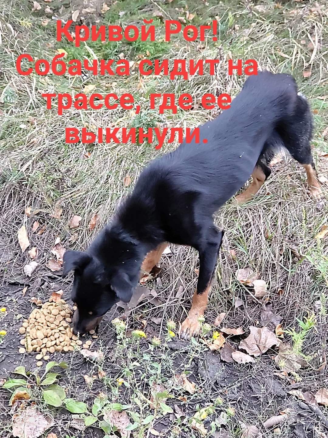Собачка живёт у дороги, ей очень нужен дом