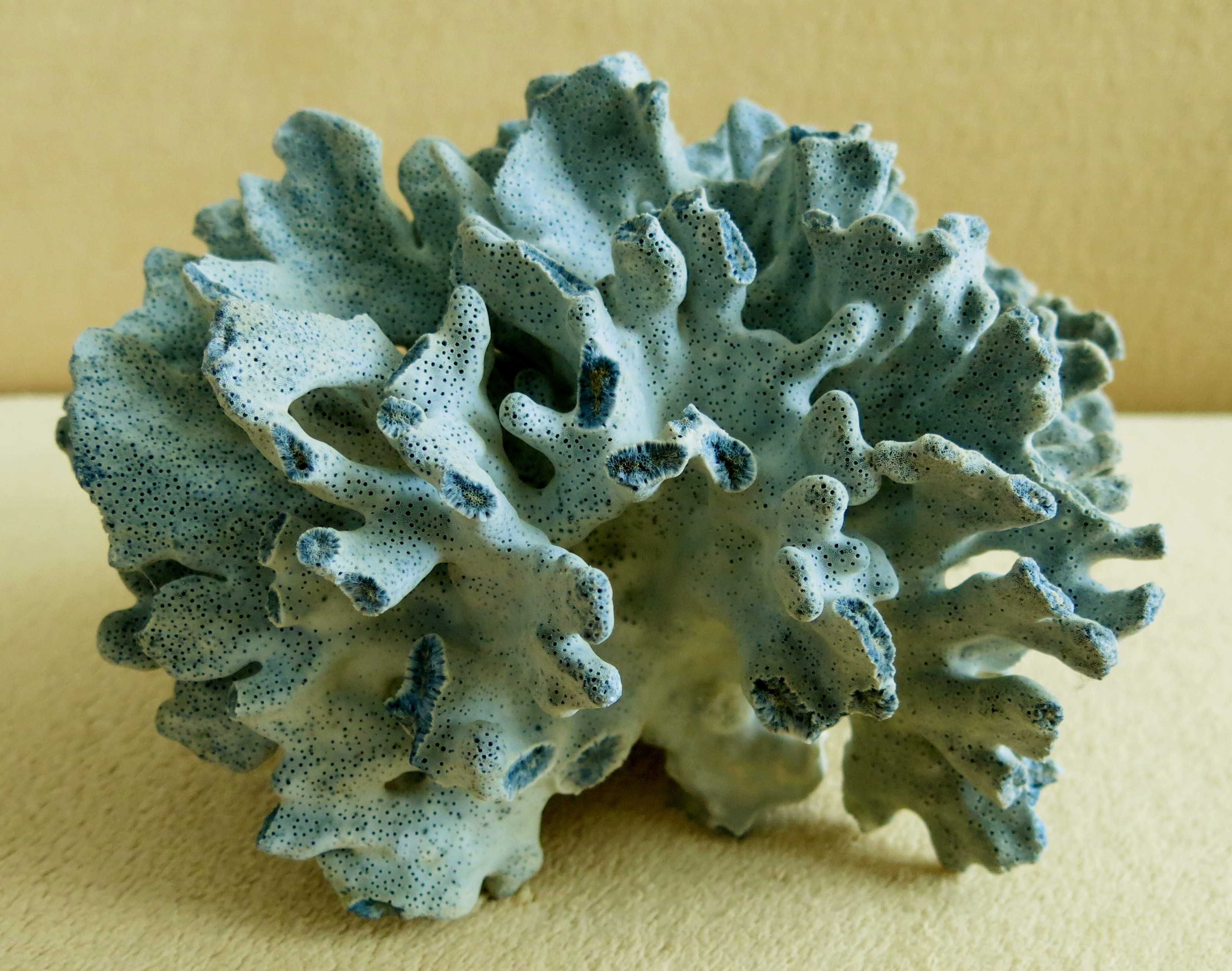 Koralowiec - Heliopora coerulea, Blue Coral / 220 x 174 x 160