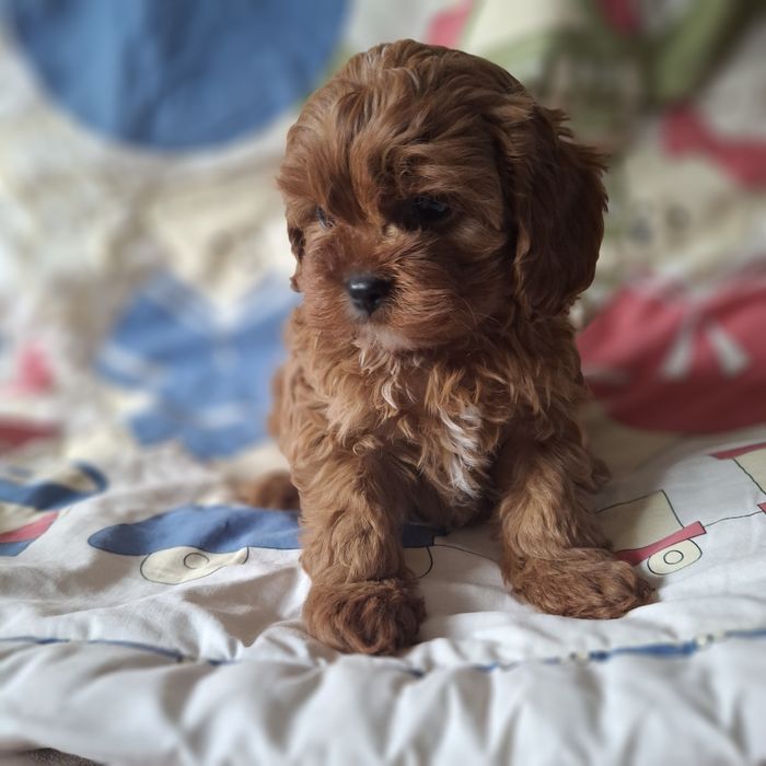 Cavapoo po wszystkich szczepieniach, do rezerwacji