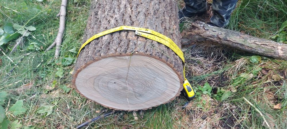 Drewno Jesion (klocki)