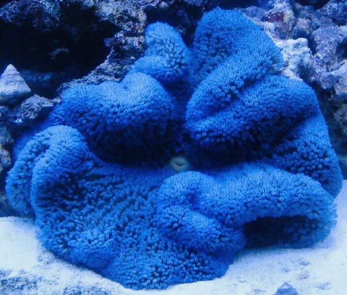 Ukwiał piaskowy Stichodactyla haddoni blue XL