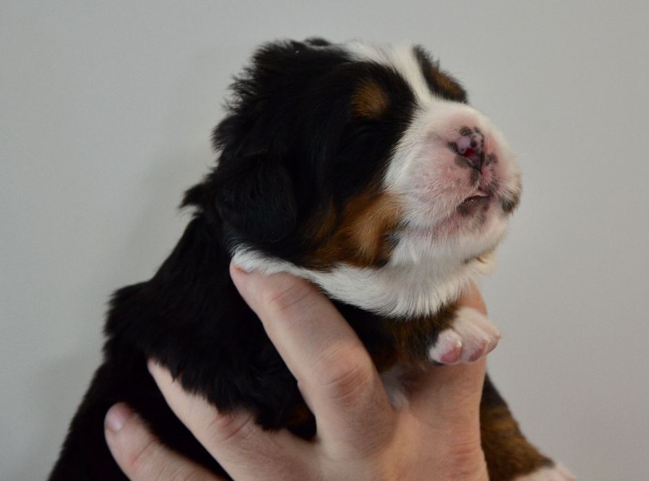 Berneński Pies Pasterski