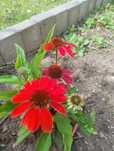 Echinacea Jeżówka -kwitnie czerwono, sadzonki 2 szt