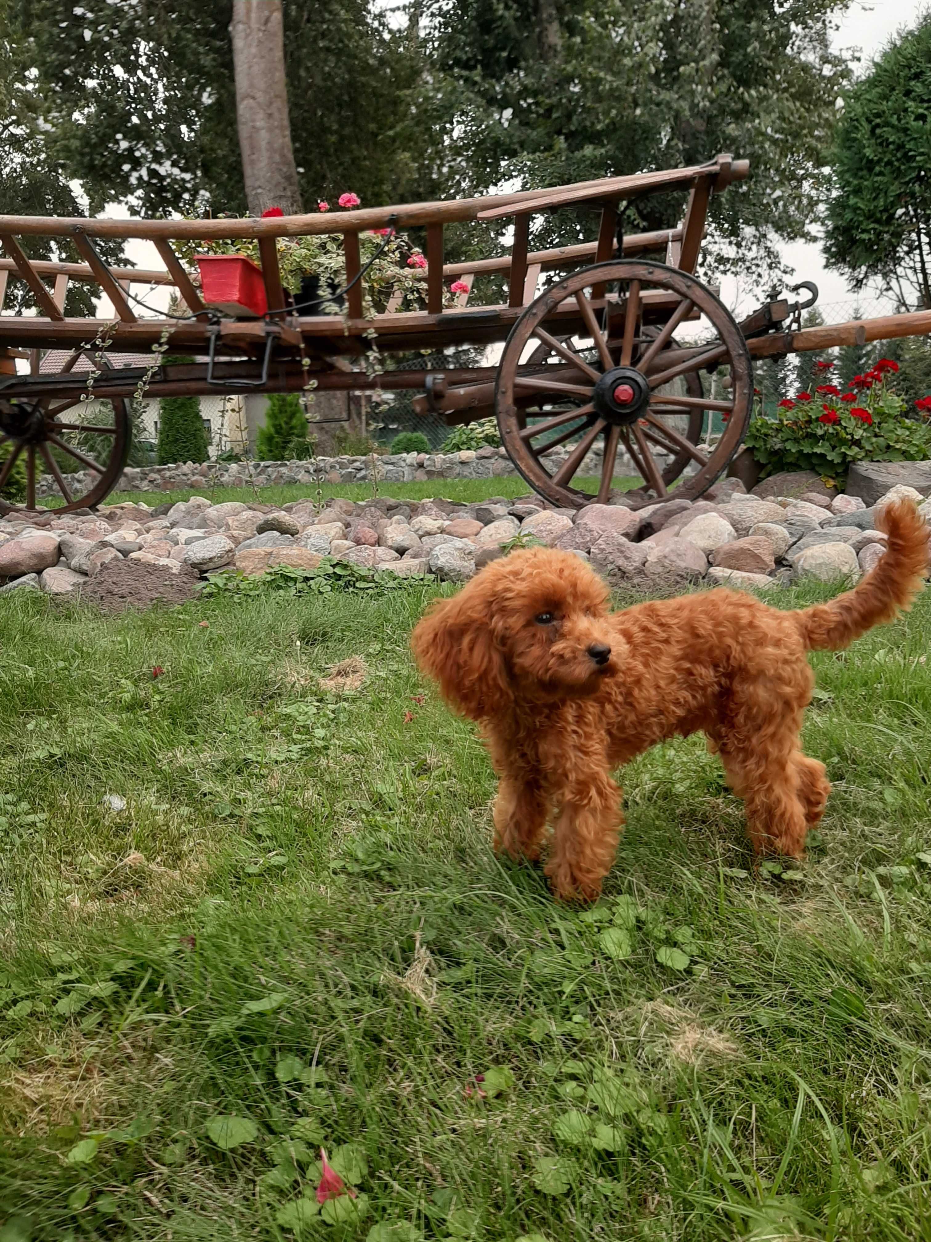 Malutki piesek pudel toy red - badania