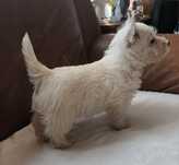 West highland white terrier  piesek