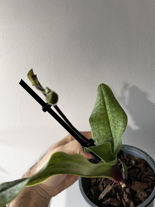 Orquidea Paphiopedilum Deperle e Maudiae Femma