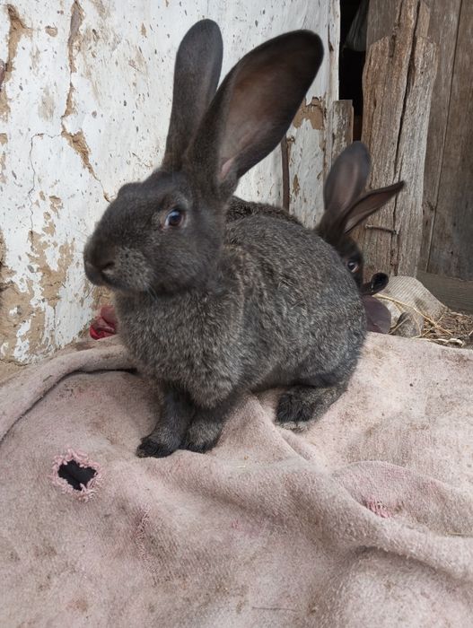 Кролики різного віку.
