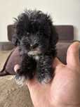 Maltipoo mini piekny wlos