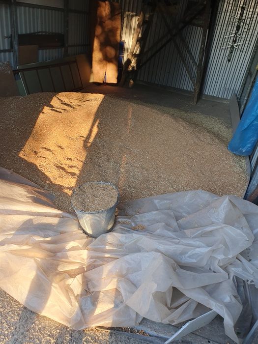 Зерно, пшениця, урожай серпень 2025