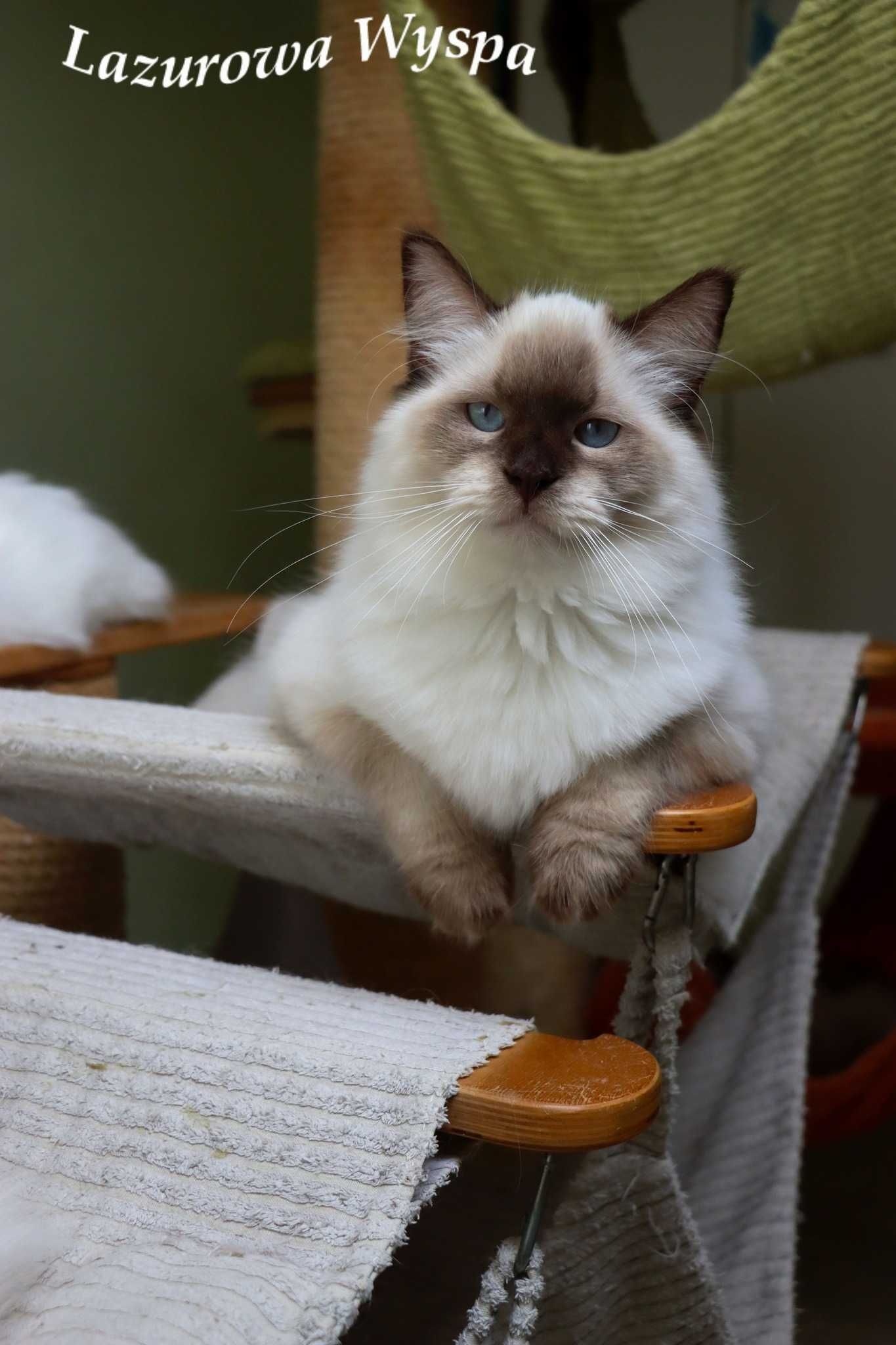 Floyd ragdoll z Lazurowej Wyspy.
