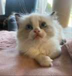 Ragdoll po GIC - FPL/FIFe, kotka, gotowa do zmiany domu