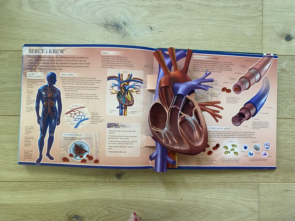 Aktywna Nauka Ludzkie ciało 3d pop up anatomia unikat bicie serca