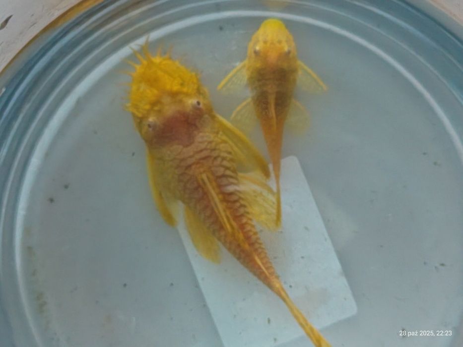 Zbrojniki Złote- Para