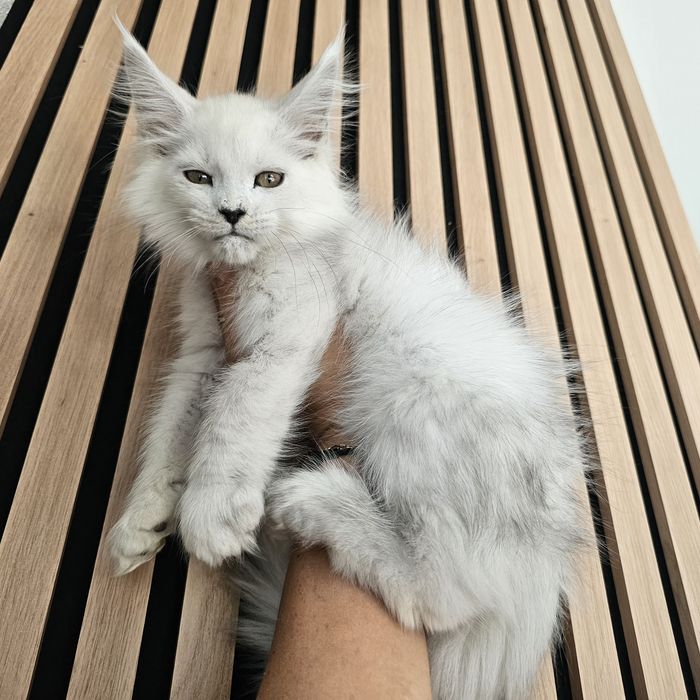 Kocurek  Maine coon rodowód fpl FIFe hodowlany do hodowli