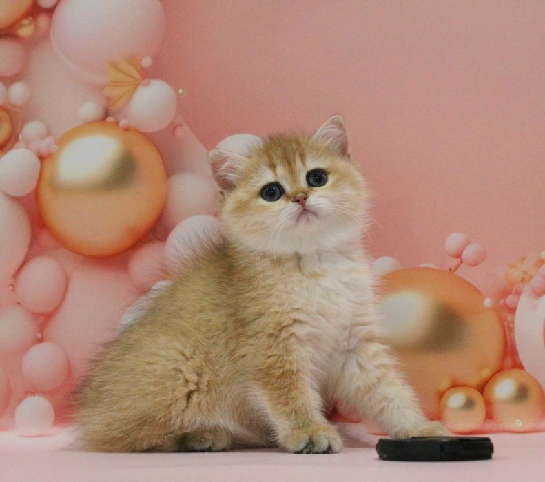 Дівчуля- красотуля для вас