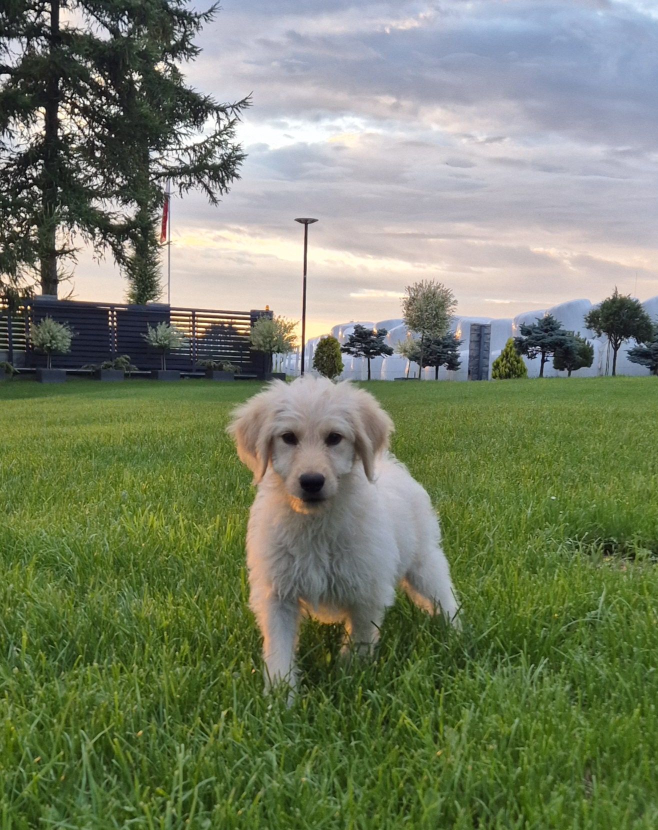 Goldendoodle  SUNIA