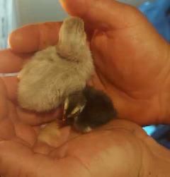 Piskleta przepiorka mix , perliczka mix