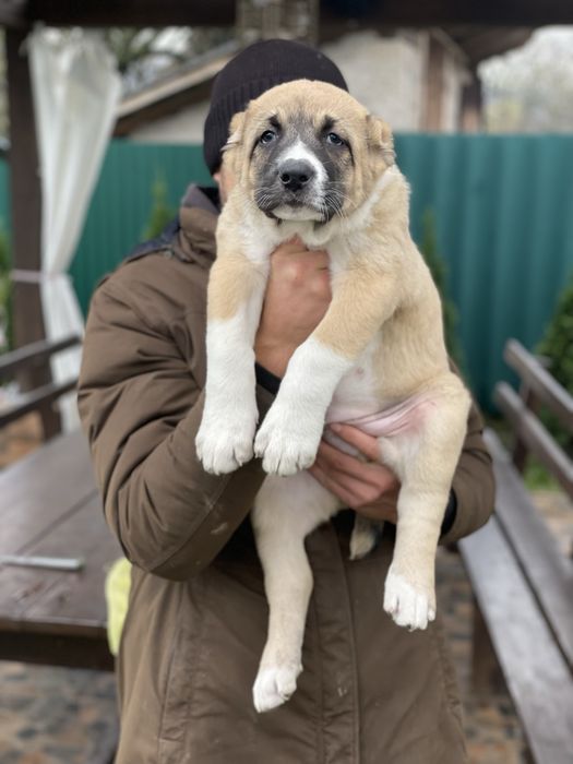 Цуценята алабая.