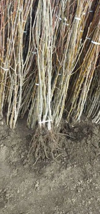 Продам саженцы плодовых деревьев