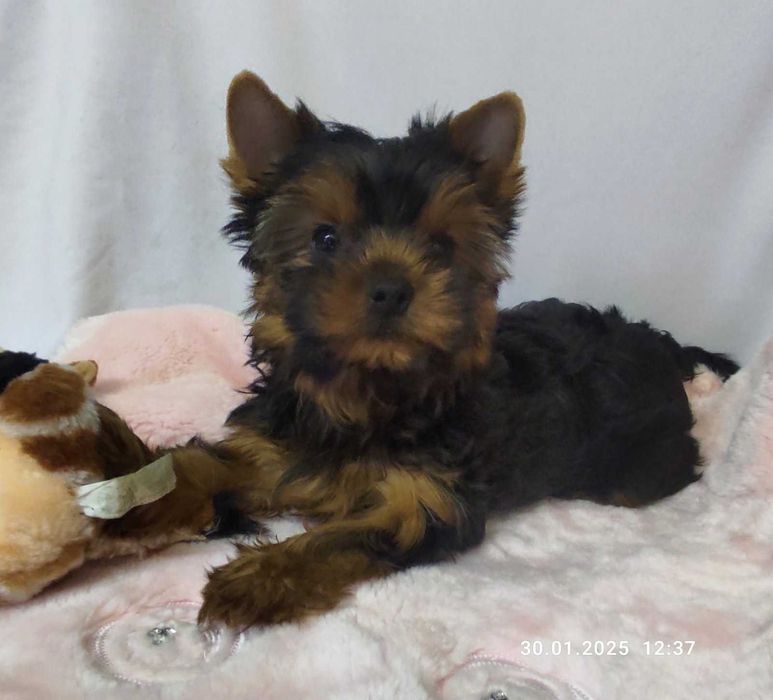 Живчики-цуценята дівчата Йоркширского тер‘єра стандарт