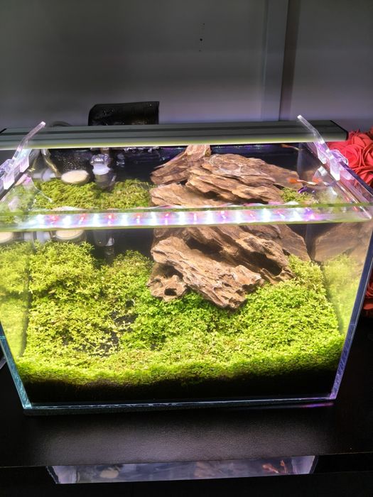 Sprzedam małe akwarium 25l filtr,rosliny Sinkor Led WiFi