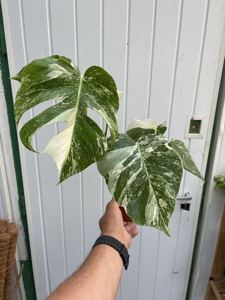 Monstera variegata