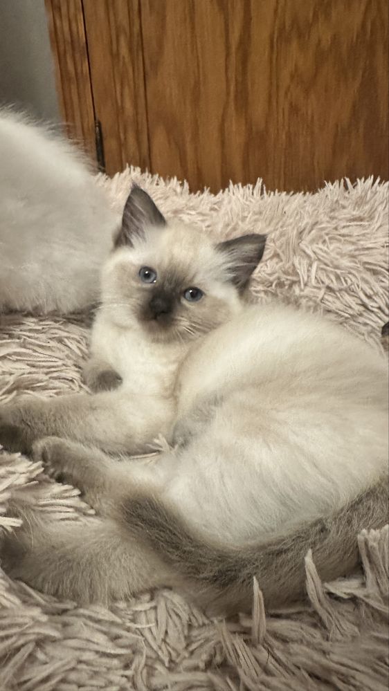 Sorzedam kotkę rasy Ragdoll