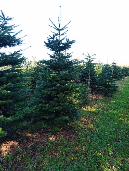 Jodła kaukaska 220-270 STANDARD