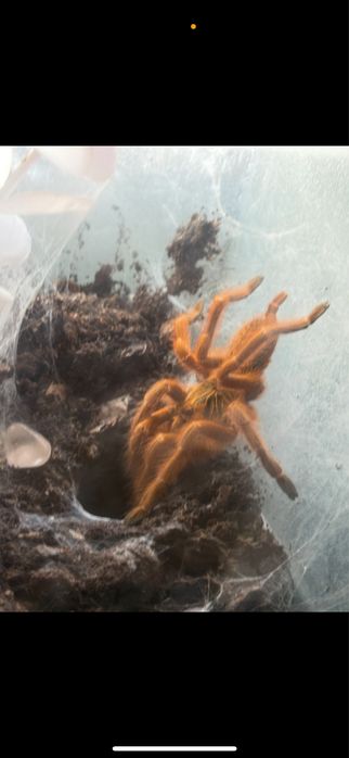 usambra murinus + terrarium