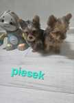 Piesek york z Rodowodem do odbioru