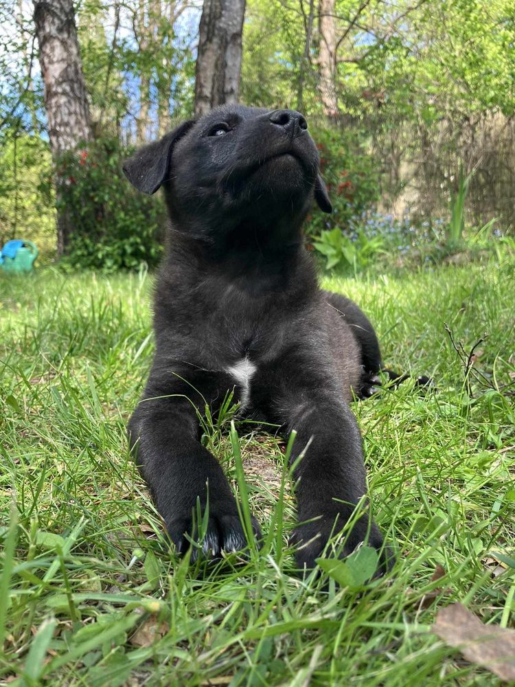 Szczeniaki do adopcji- poszukiwane najcudowniejsze domy