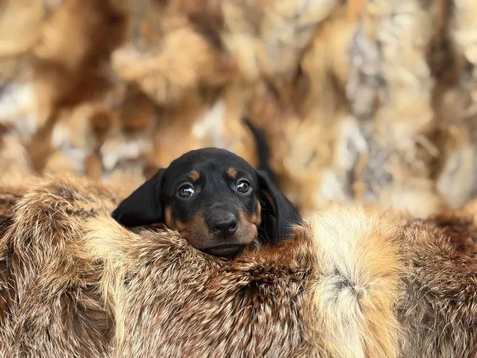 Teckel preto afogueado