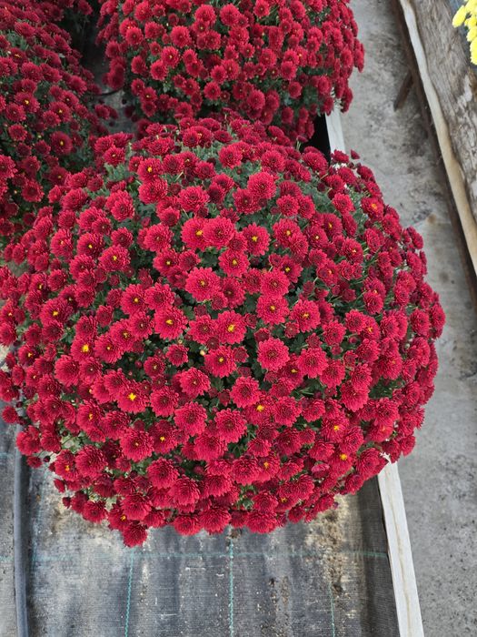 Sprzedam chryzantemy