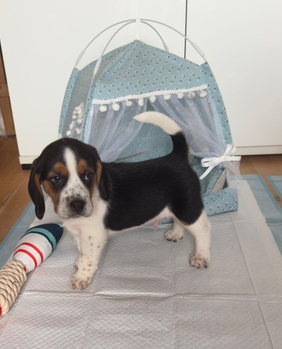 Beagle piesek szczeniak z rodowodem