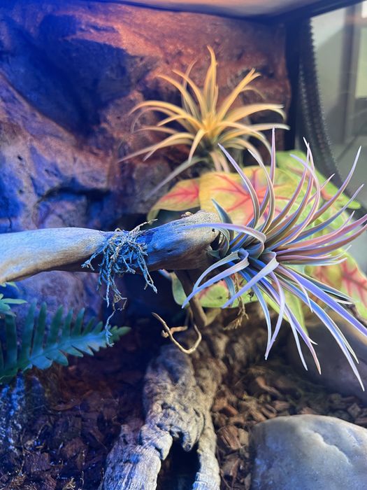 Terrarium Exo-Terra 60x45x45 + wyposażenie