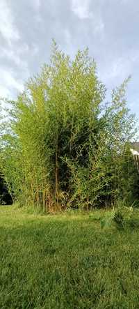 Bambus zimozielony Phyllostachys 2 m