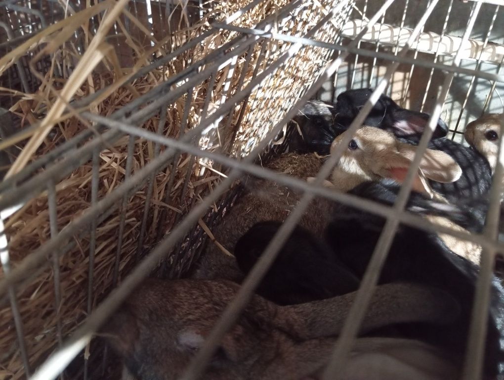 Coelhos caseiros alimentados a feno