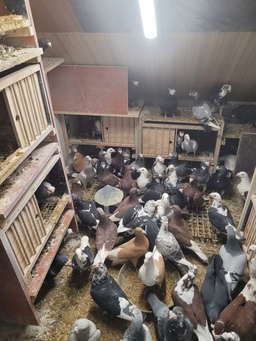 Gołębie staropolskie