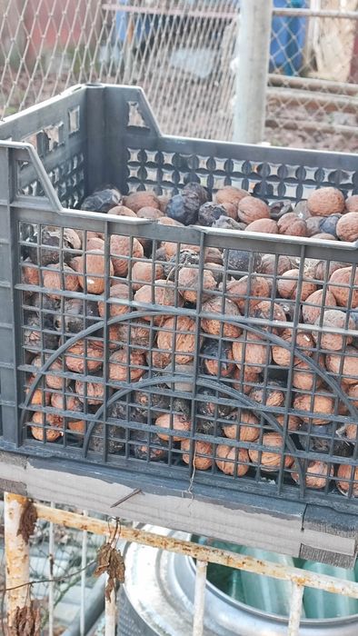 Грецький горіх урожай 2025