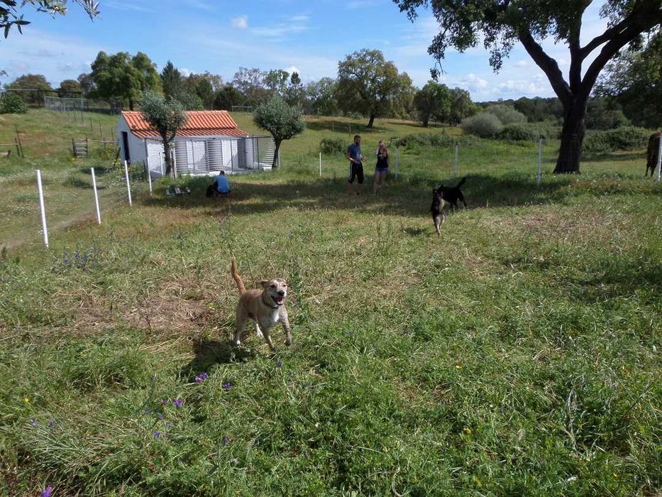 Mini Hotel pelo seu cão na Natureza