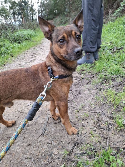 Ratão para família de luxo