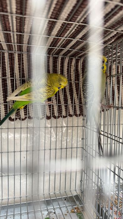 Periquitos Várias mutações