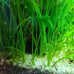 Vallisneria asiatica nurzaniec trawa do akwarium