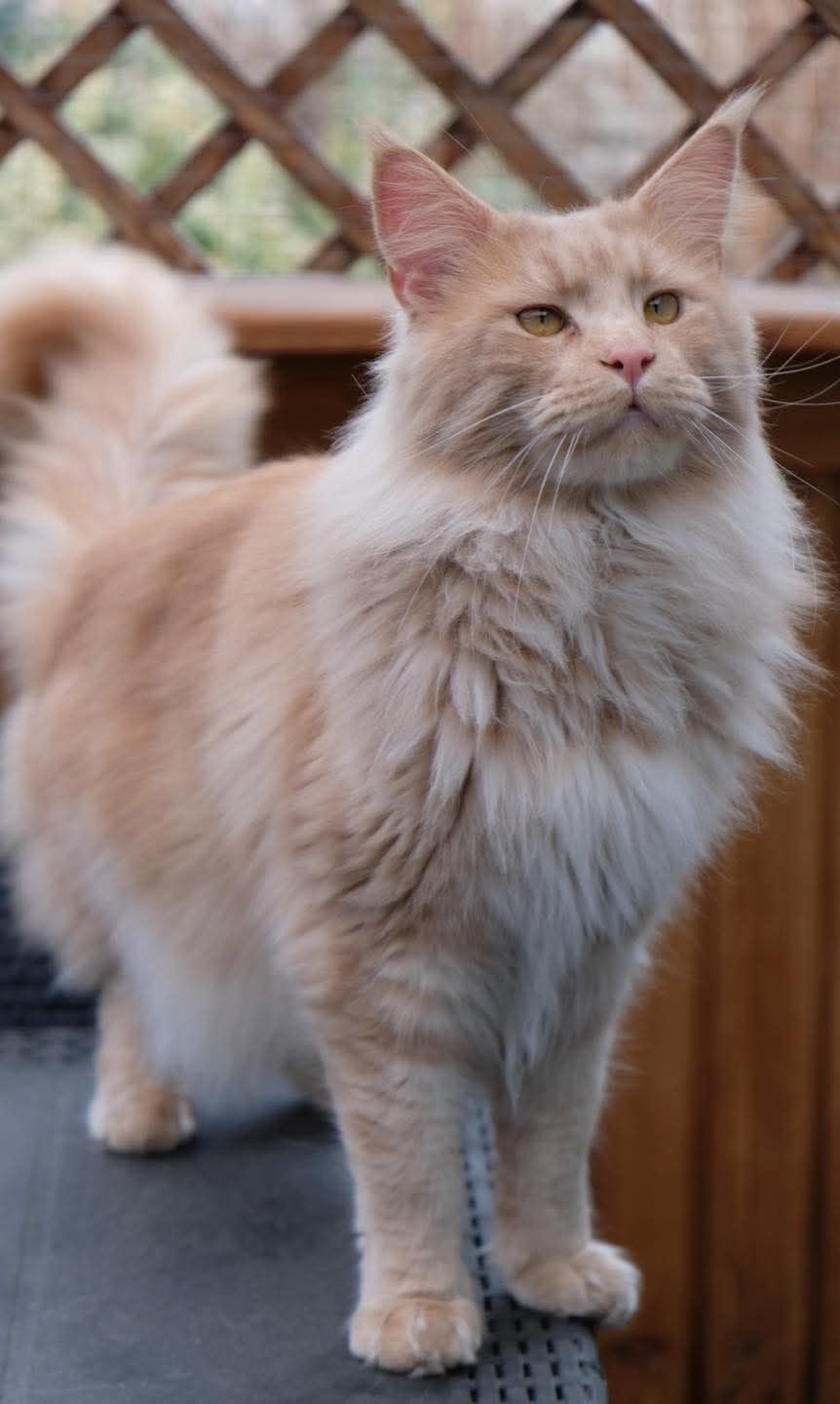 Kotka Maine coon po championie