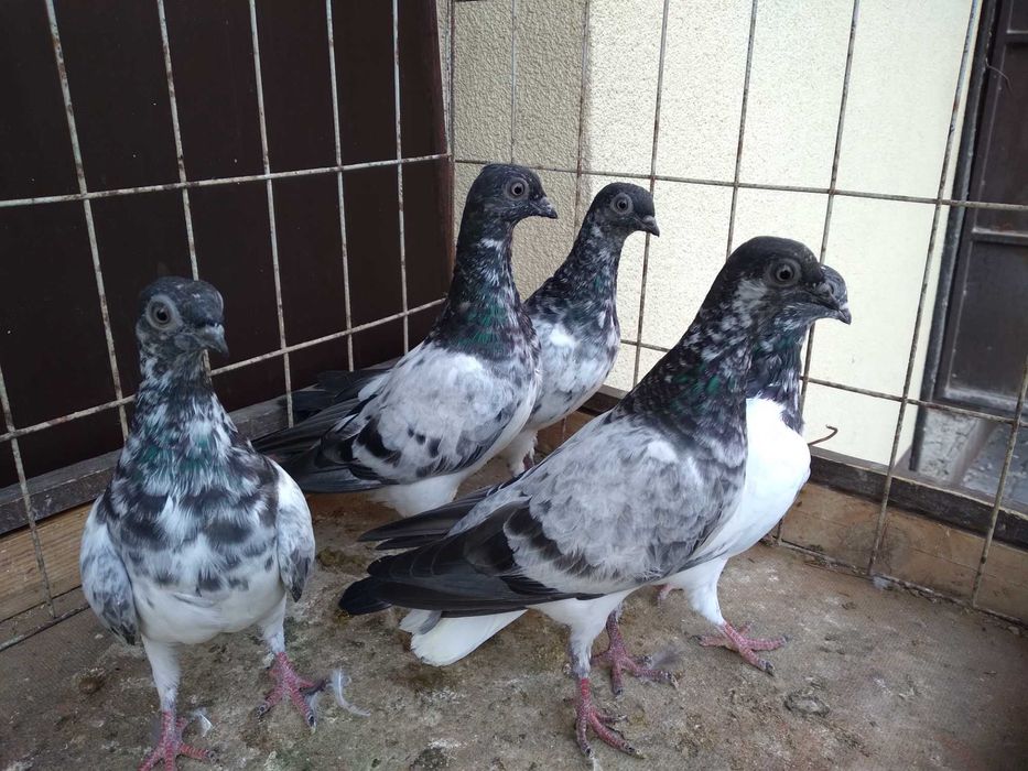 Sprzedam gołębie deresze