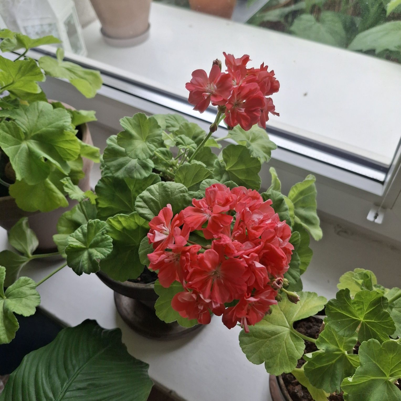 Pelargonia kolekcjonerska odmianowa