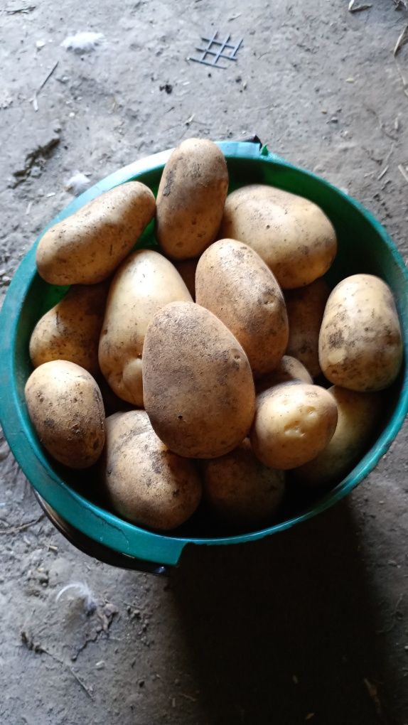 Продам картоплю.
