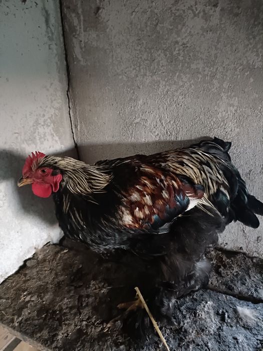 kochiny olbrzymie  koguty w różnym wieku