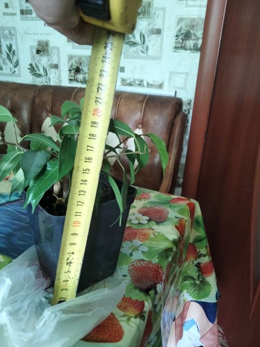 Фікус Бенджаміна